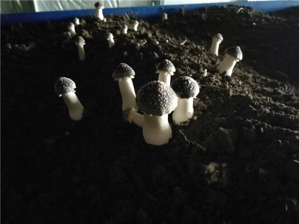 罗古洞乡村振兴引领产业兴旺 大许寨六村共建力促产业富民