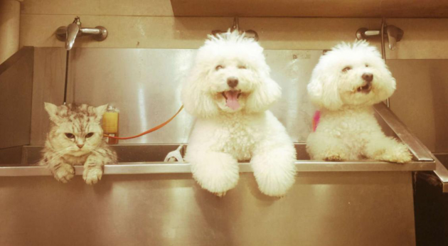 不断克服难题,瑞派兽医师用坚持抒写奇迹