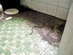 奇迹：小蛇与老鼠大战被咬死(图)新闻频道