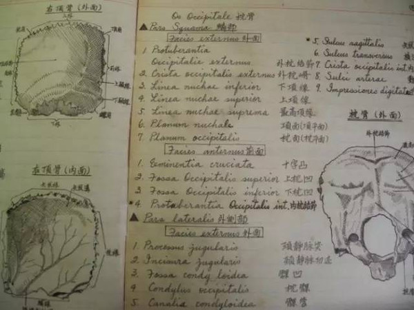 【奇闻趣事】你知道学渣、学霸、学酥上课都在