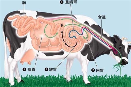 “我头上有犄角！” 来自反刍动物的“小秘密”