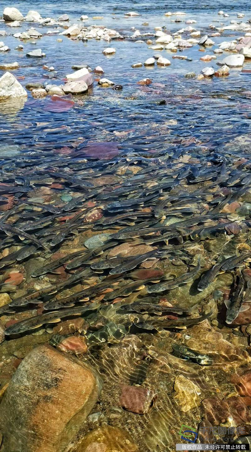 洄游湟鱼增长34倍 青海生态保护创下奇迹