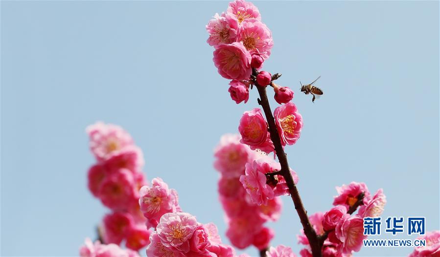 上海：春梅早樱挂枝头