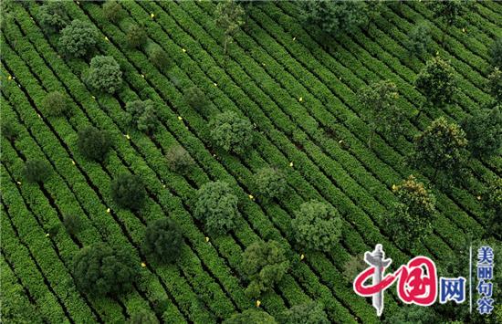 句容科技兴茶“水肥一体化”助推茶农增效