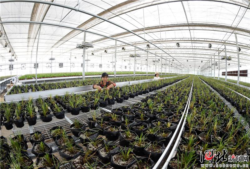 【推动高质量发展调研行】安国市提速中药产业现代化调查