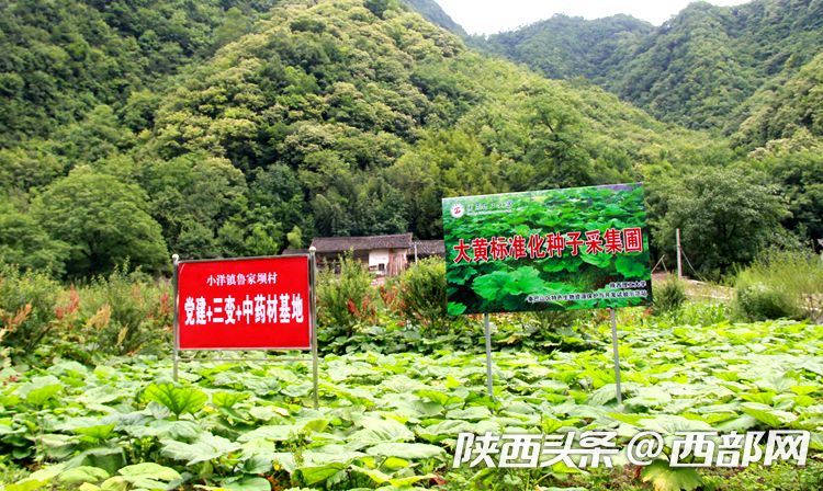 镇巴有个博士硕士科技镇长团 用农业科技助力脱