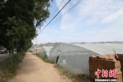 辞去公职做“农民” 女企业家研究种菜成扶贫产