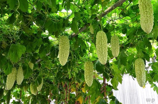 三种美味的“瓜”，让你清凉一夏天，清热解暑，对皮肤好