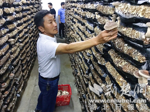 随县香菇香飘世界 裕国菇业打造行业一流品牌