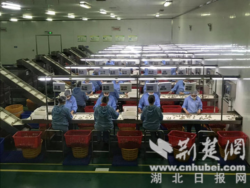 随县香菇香飘世界 裕国菇业打造行业一流品牌