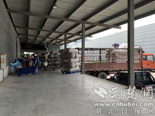 随县香菇香飘世界 裕国菇业打造行业一流品牌