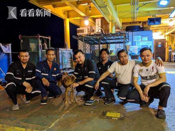 视频｜奇迹！小狗漂流大海220公里 被钻井平台工人救起