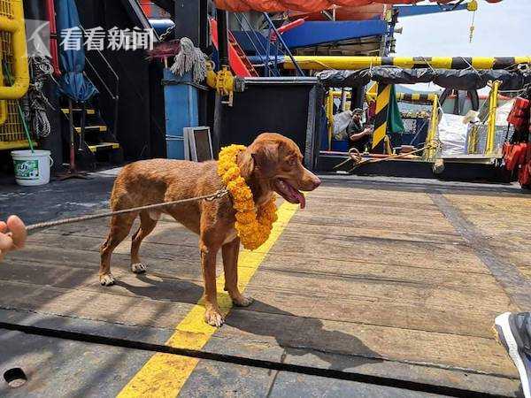 视频｜奇迹！小狗漂流大海220公里 被钻井平台工人救起