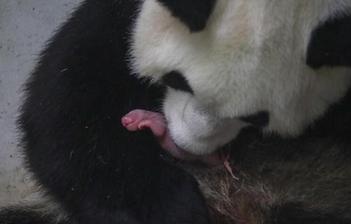 成都发布《成都青年人才的第一本实习指南》