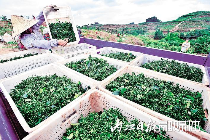 甜城 我市 青花椒 科技示范户 农业产业