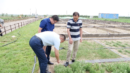 盐碱地上结出现代农业产业新硕果