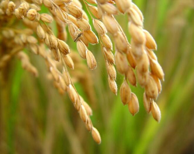 水稻循环经济未来可期，金龙鱼稻米油助力行业生态发展