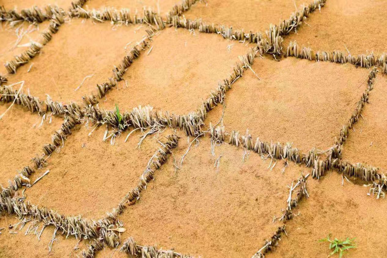 麦草方格里的中国治沙奇迹—中国“沙漠铁路”中卫工务段固沙林场治沙播绿纪实