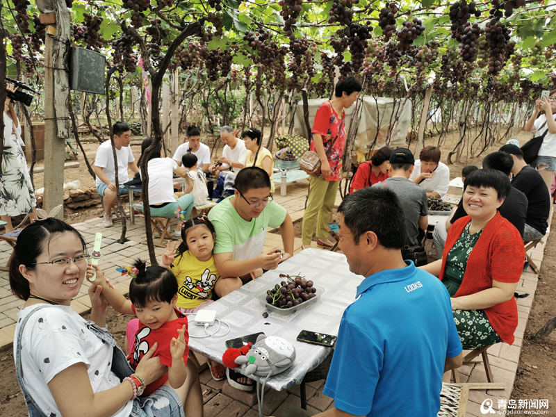 葡萄熟了！2019城阳第十四届宫家村葡萄节开幕