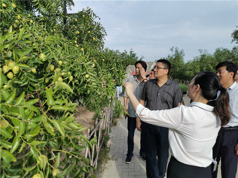 用科技文化赋值红枣内涵 乐陵向大健康产业“突围”