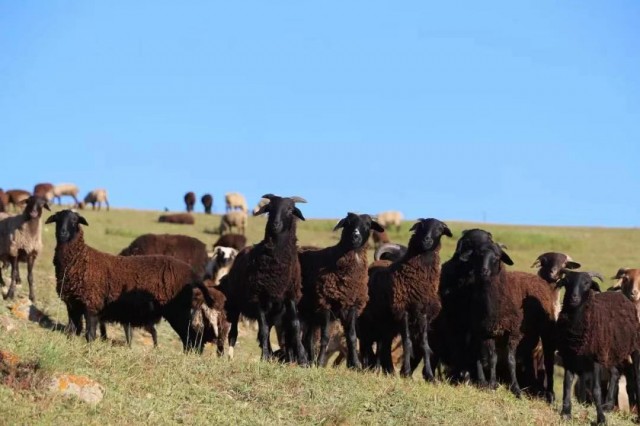 羊中“大熊猫”草原乌骨羊产业有了权威科研支撑