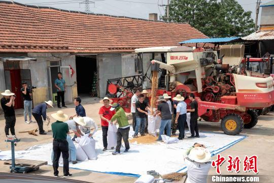 资料图：图为2019年6月19日，“济麦23”在山东招远的收获场景。山东省农科院供图