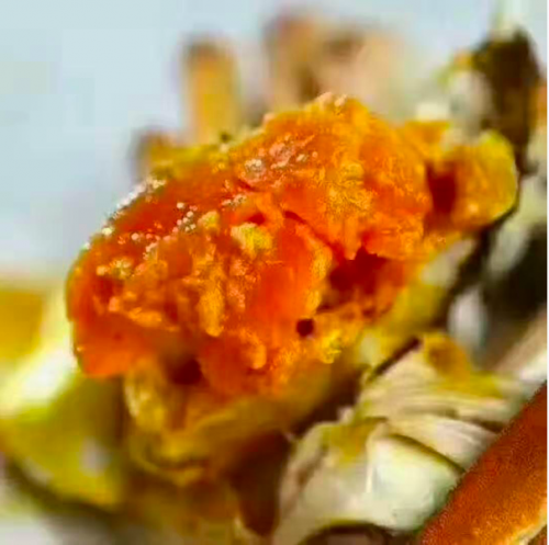 桃花江1号大闸蟹，无法阻挡的舌尖美味