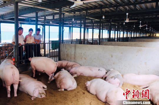 图为新建中的生态示范基地内，生猪洁净粉润。　叶茂 摄