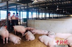 返乡当“猪倌”：科技生态养殖 让百姓吃上“放心肉”