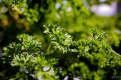这些蔬菜常被当做配菜，让人们所忽略，其实它