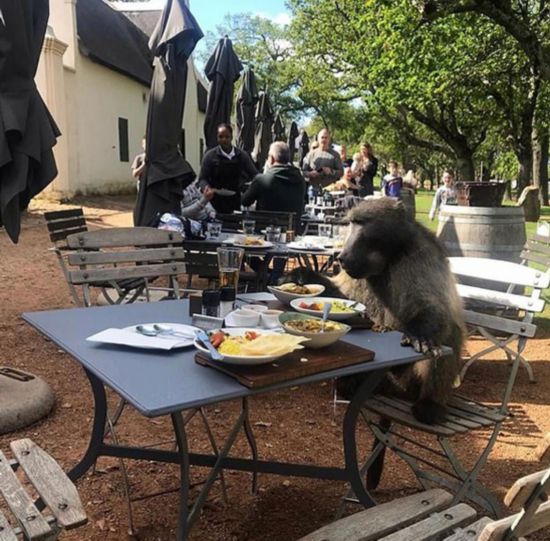 开普敦一狒狒霸占食客座位和餐食悠闲享用美味意面