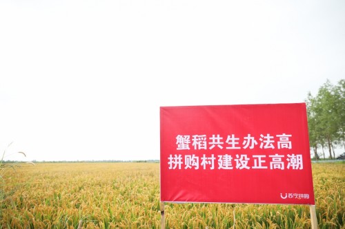 两种农村，看中国电商之变