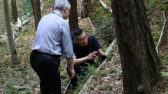 天下泽雨道地霍山石斛通关香港 促进海峡两岸中