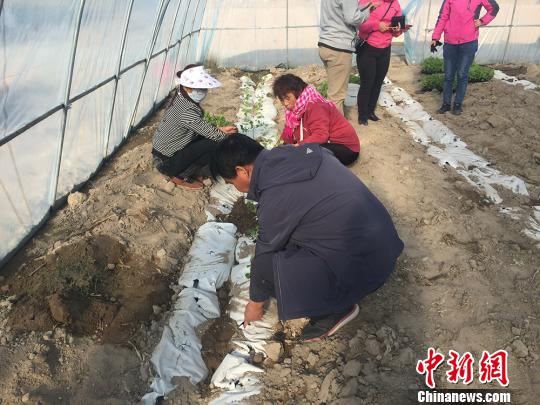 图为瓜州农技人员在田间地头示范操作。(资料图) 钟欣 摄