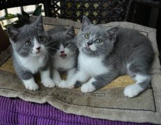 宠物赛道小米再出手：猫猫狗狗科技完成A轮融资