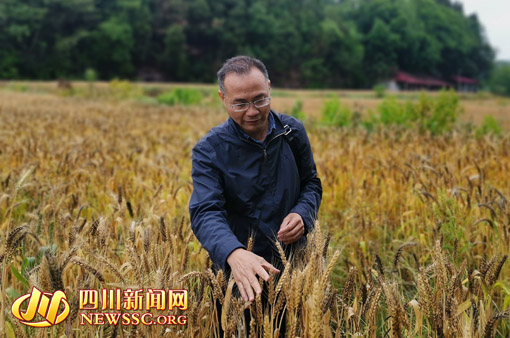 科技人物：守望麦田 耕耘“育种梦” ——记四川省内江市农科院副院长黄辉跃