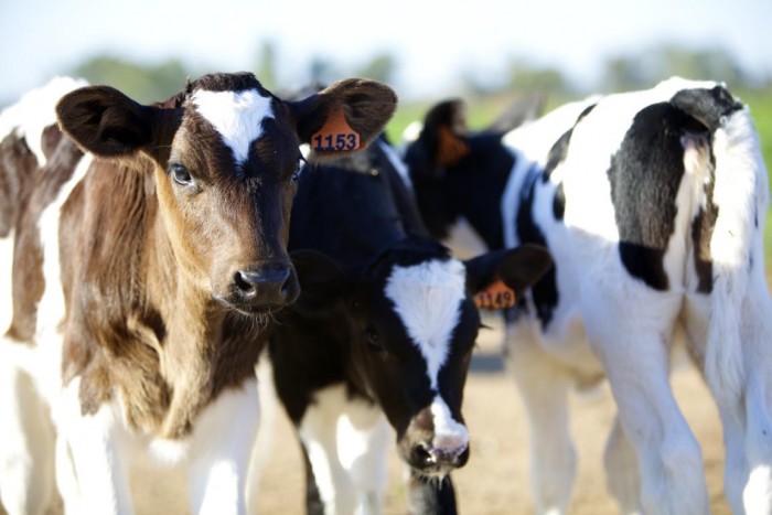 澳牧进口纯牛奶怎么样 纯净营养奶源带来美味健