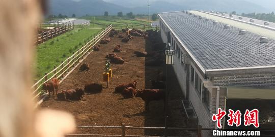 图为“平凉红牛”泾川高端肉牛育肥场。　魏建军 摄