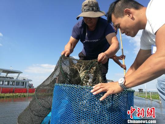 阳澄湖大闸蟹开捕时间错过黄金期 蟹农全力备战