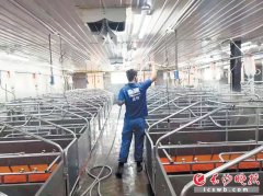 国家出台政策推动生猪规模化养殖，自动猪栏成网红