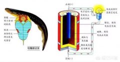 电鳗可以瞬间释放电流。为什么不把电鳗放电原