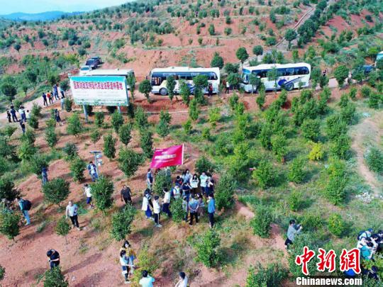 湖南油茶种植面积、茶油年产量和年产值均居全国首位。图为湖南邵阳县白仓镇瓦屋油茶基地，11600亩油茶林长势喜人。　徐行 摄