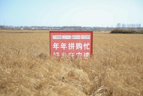 拼购村筹建记：“米二代”迎春，庆安大米生金