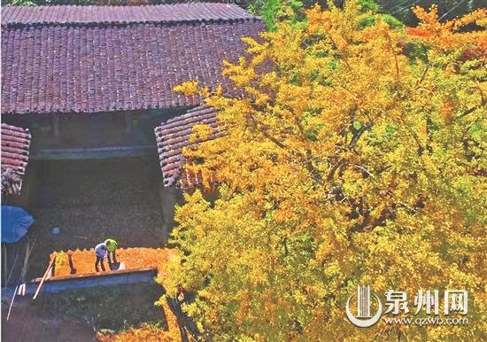 “杏”会金秋！这份福建银杏观赏地全攻略请收好