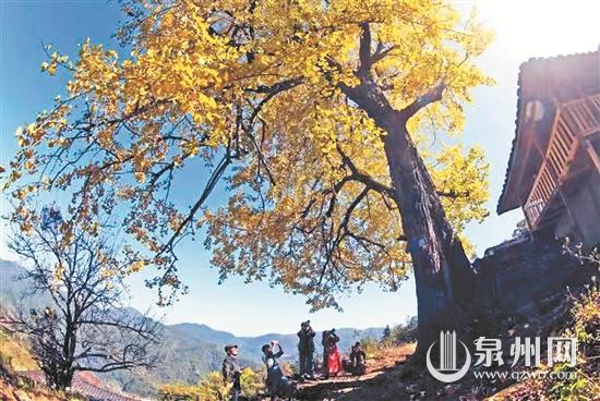 “杏”会金秋！这份福建银杏观赏地全攻略请收好