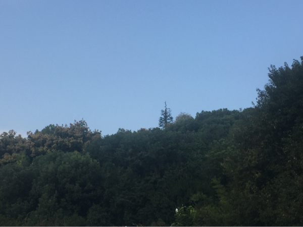 5A景区怎么建5G？假装不是基站！