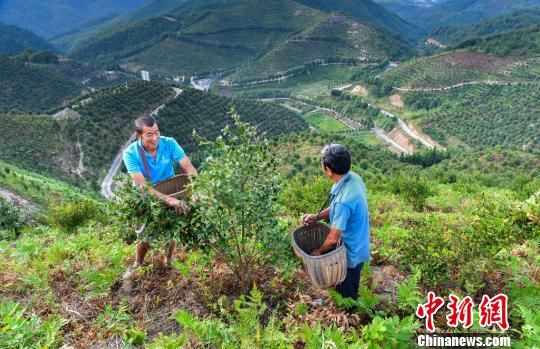 油茶喜丰收。耒阳市宣供图