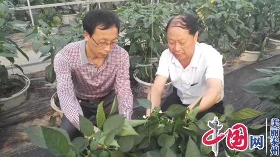 乡土人才——何健：为了乡亲们的土地长出“金子”