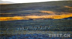 西藏双湖县：海拔最高的“人间奇迹”