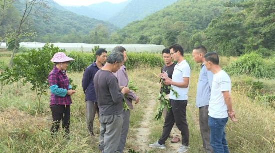 安远县新龙乡江头村产业促发展助增收